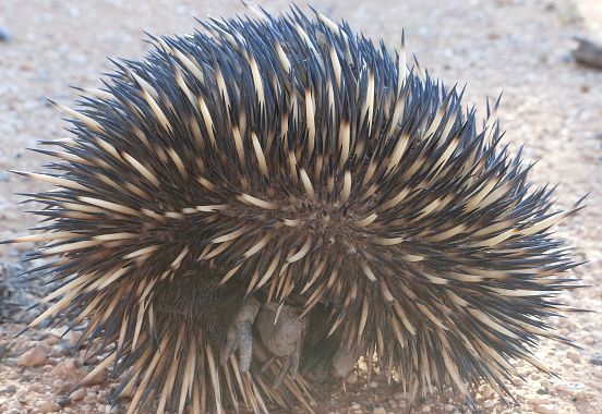 Echidna - foto Paola Cattaneo